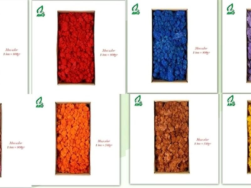 Preserved Moss (semua warna) — Moss & Lumut Sintetis