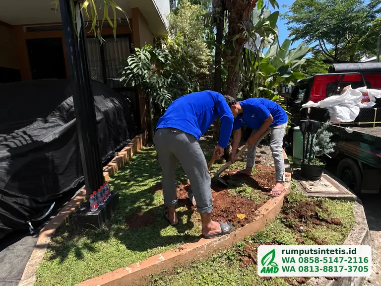 Tukang membongkar rumput lama sebelum memasang rumput sintetis