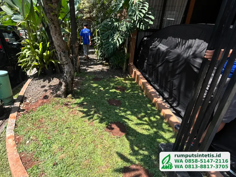 Halaman depan dengan rumput lama yang rusak sebelum diganti rumput sintetis