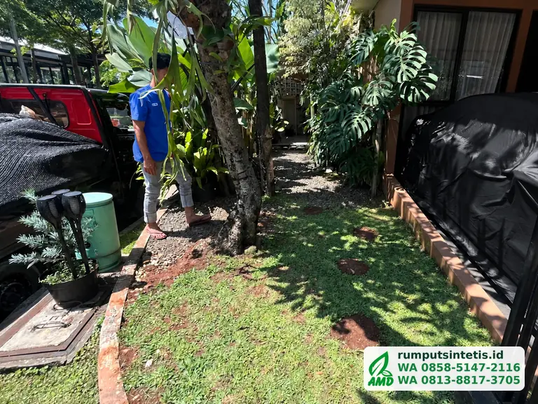 Halaman dengan rumput lama yang rusak sebelum diganti rumput sintetis