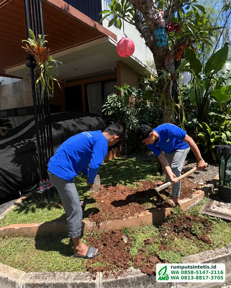 Tukang membongkar rumput lama di taman depan rumah