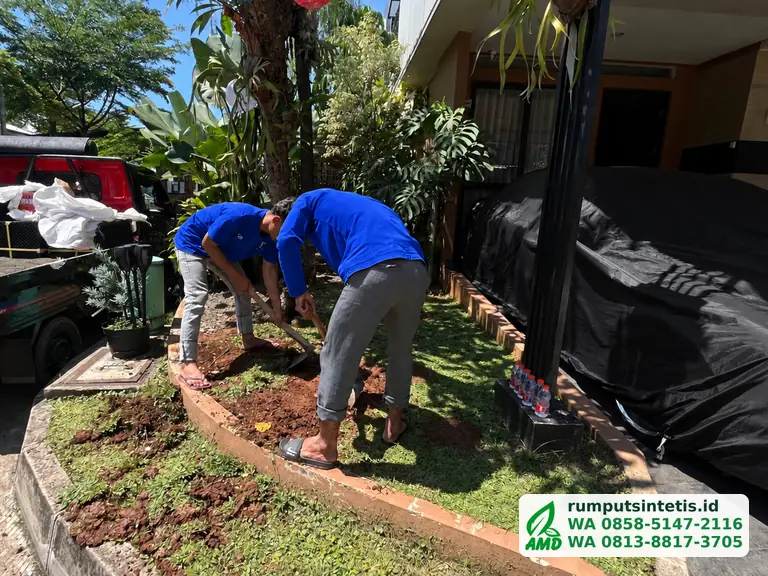 Tim membongkar tanah taman depan sebelum dibuat putting green