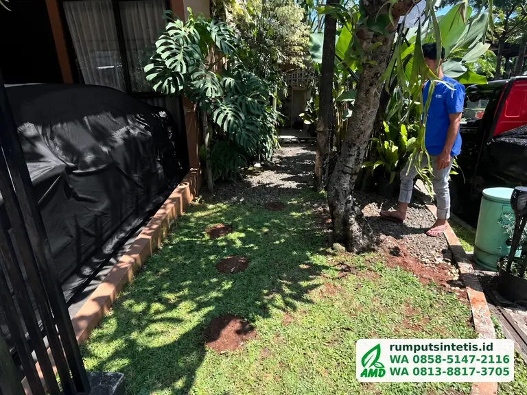 Taman depan rumah dengan rumput hidup lama yang berlubang sebelum diganti rumput sintetis