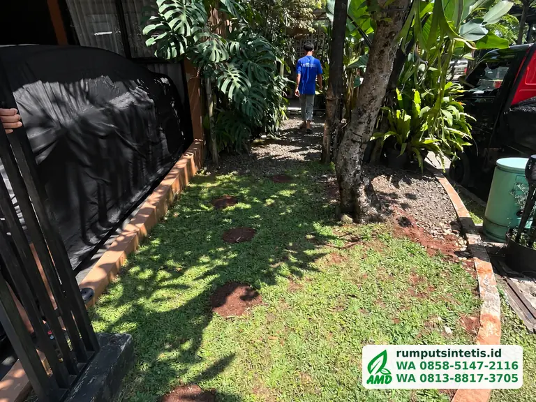 Samping rumah dengan rumput lama yang tipis sebelum diganti rumput sintetis