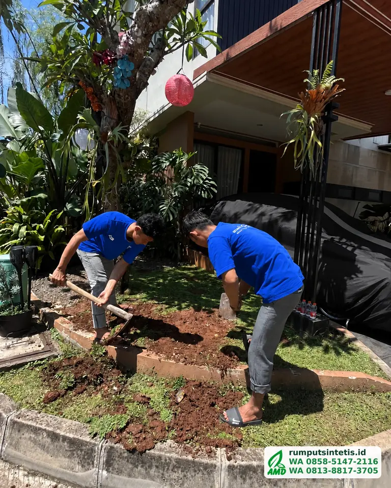 Tim membongkar rumput lama sebelum diganti rumput sintetis